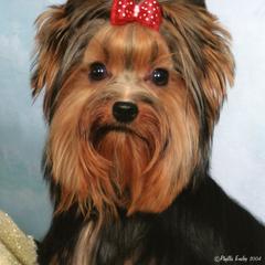 Yorkshire Terrier All Grown Up from Shelby Stevens