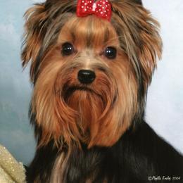 Yorkshire Terrier All Grown Up from Shelby Stevens