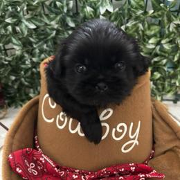 Tobey - Black male Shih Tzu puppy in Claremont, California from Lovable Shih Tzus