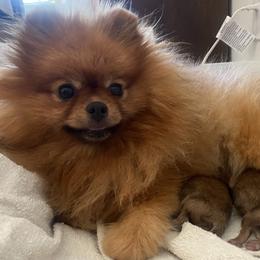 Pomeranian puppies from DandyLion Pomeranian