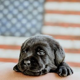 Green Collar Male - Black male Labrador Retriever puppy in Davidsonville, Maryland from Freedom Ranch Labs