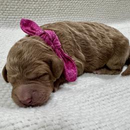 Dark Pink - Red  female Goldendoodle puppy in Lebanon, Pennsylvania from Homespundoodles