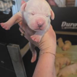 Peter - White male American Bulldog puppy in Abita Springs, Louisiana from Slumski's Bulldogs