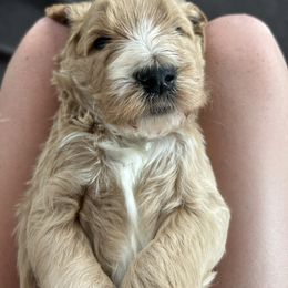Goldendoodle Puppies from Hilltop Goldendoodles