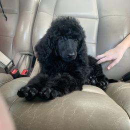 Poodle Puppies from StrayDog Standard Poodles