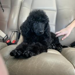 Poodle Puppies from StrayDog Standard Poodles