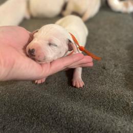 Trouble - White and black female Dalmatian puppy in Mount Vernon, Missouri from Spots & Spirals