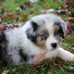 Australian Shepherd and Miniature Australian Shepherd Puppies from Aislin Fields