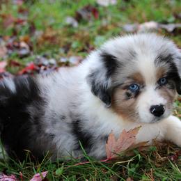 Australian Shepherd and Miniature Australian Shepherd Puppies from Aislin Fields