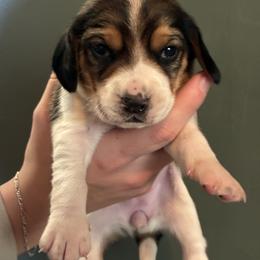 Girl 3 - Red black and white female Beagle puppy in Carthage, Missouri from Rocking H Dogs