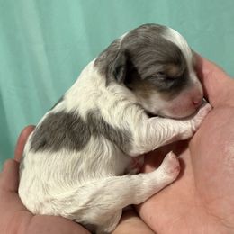 Elsa - female Australian Mountain Doodle puppy in Jerome, Idaho from Tolman Acres