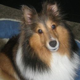 Shetland Sheepdogs from Jennette Chaney's Shetland Sheepdogs