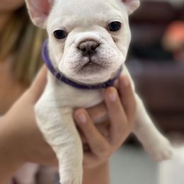 French Bulldog Puppies from Phillips Family Frenchies