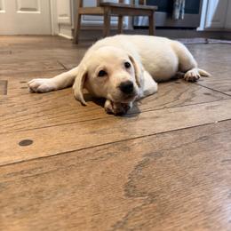 Purple - Yellow female Labrador Retriever puppy in Mission Viejo, California from Loving Puppy House