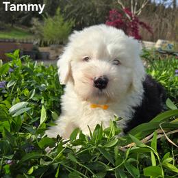Tammy - Gray and white female Old English Sheepdog puppy in Sutherlin, Oregon from Sapphire Eyes Sheepdogs