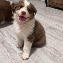 Glory (Orange) - Red tri-color female Australian Shepherd puppy in Navasota, Texas from Triple MMM Kennel