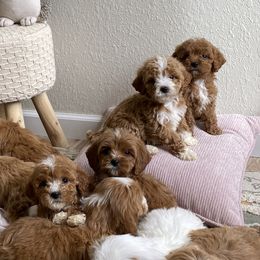 Bernedoodles, Cavapoos, and Goldendoodles from Doodle Amore