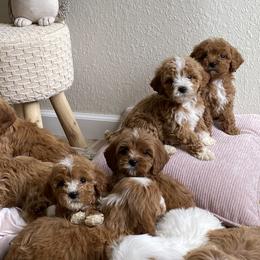 Bernedoodles, Cavapoos, and Goldendoodles from Doodle Amore