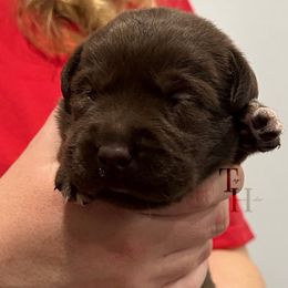 Yellow - Chocolate female Labrador Retriever puppy in Middleton, New Hampshire from Tag Hollow