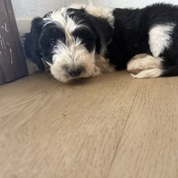Charlie - Black and white male Old English Sheepdog puppy in Acton, California from Fab OES