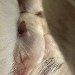 6th pick girl - Light golden female Golden Retriever puppy in Petaluma, California from Contango Goldens