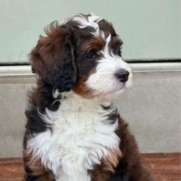 Pip - female Australian Mountain Doodle puppy in Syracuse, Utah from Island View Poodles & Doodles