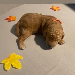 Jack Frost - orange collar - Apricot male Goldendoodle puppy in Brea, California from Dhalia’s Doodles