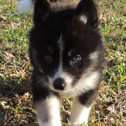 Pomsky and Siberian Husky Puppies from Beastly Beauties Huskies & Pomskies