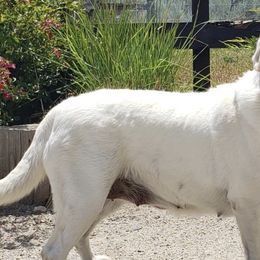 Dilute Retrievers and Labrador Retrievers from Jobs Peak Labradors