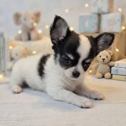 Franklin - Black and white male Chihuahua puppy in Cape Coral, Florida from Inspired Chihuahuas