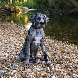 Great Dane and Miniature Schnauzer Puppies from River Valley Great Danes