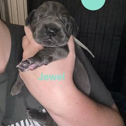 Jewel - Blue female Great Dane puppy in Edwardsville, Illinois from Giants and Munchkins