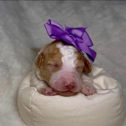 Purple Collar Girl - Parti female Goldendoodle puppy in Litchfield, Connecticut from Gracie Doodles CT