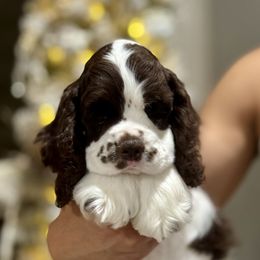 Kahlua - Brown and white Cocker Spaniel puppy in Escondido, California from B-Cubed Cockers