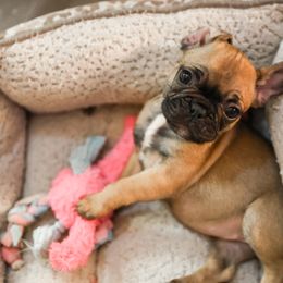 French Bulldog Puppies from For The Love of Frenchies