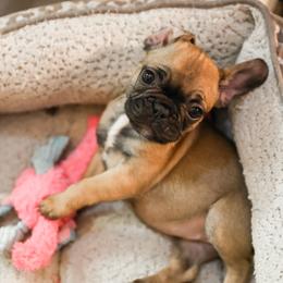 French Bulldog Puppies from For The Love of Frenchies