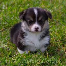 Beans - White and black male Pembroke Welsh Corgi puppy in Williams, California from Half Hitch Corgis