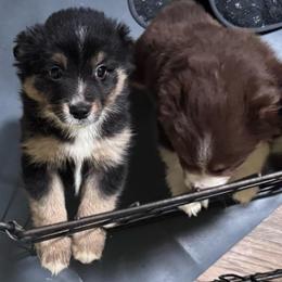 Aladdin - Black tri male Miniature Australian Shepherd puppy in Tecumseh, Oklahoma from Ashley's Aussies, LLC