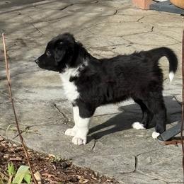ET - Black and white male Border Collie puppy in Burlington, Kentucky from Murphys Farm