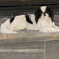 Madame - Japanese Chin