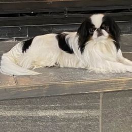 Madame - Japanese Chin