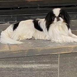 Madame - Japanese Chin