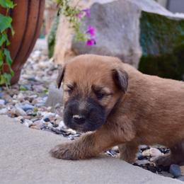 Walnut - Wheaten male Soft Coated Wheaten Terrier puppy in Kirksville, Missouri from Ironwood Ridge Kennels