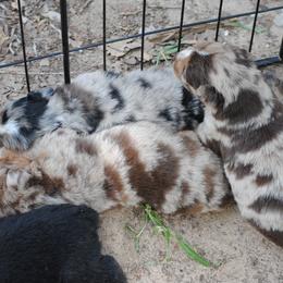 Australian Shepherd Puppies from Stephanie Young's Australian Shepherds