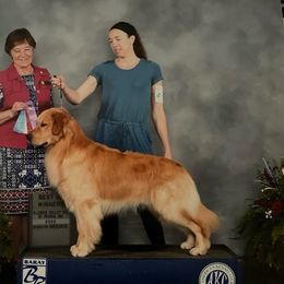 Treble - Golden Retriever