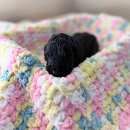 Blue Collar Boy - Black male Goldendoodle puppy in Lenoir City, Tennessee from Niya’s Doodles