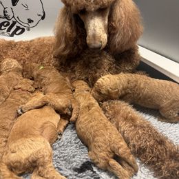 Poodle Puppies from Bridge City Poodles