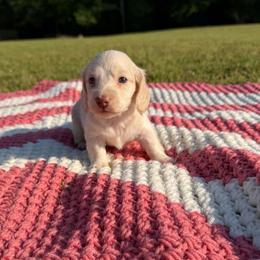 Stella - Cream female Dachshund puppy in New Albany, Mississippi from Double A. Doxies
