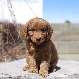 Red - Red male Australian Labradoodle puppy in Williamstown, New York from Lewis Manor Labradoodles
