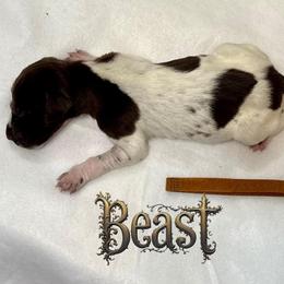 Beast - Liver roan male German Shorthaired Pointer puppy in North Branch, Minnesota from Chrishelle Farm
